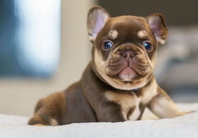 Französische Bulldoggen Welpen auszugsbereit