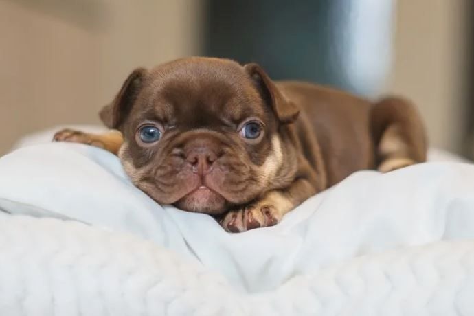 Französische Bulldoggen Welpen auszugsbereit