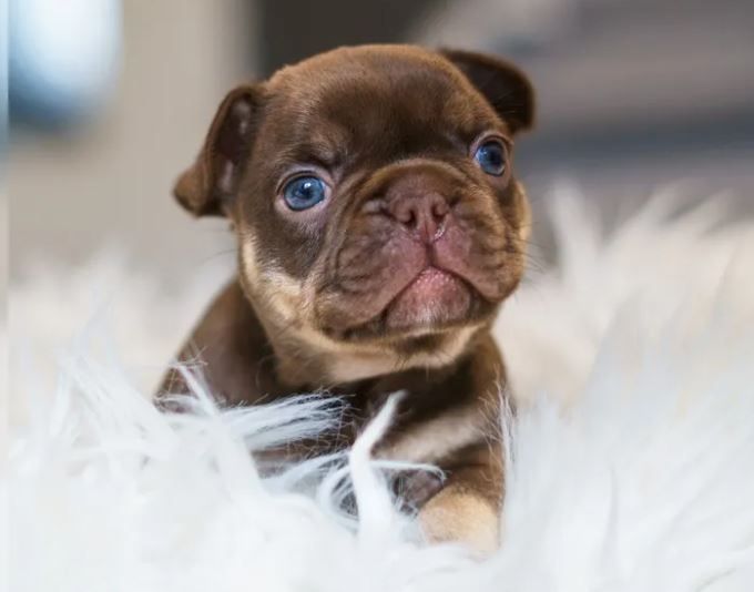 Französische Bulldoggen Welpen auszugsbereit