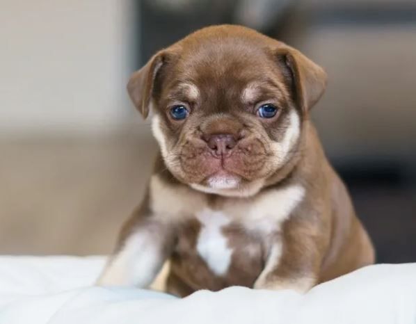 Französische Bulldoggen Welpen auszugsbereit