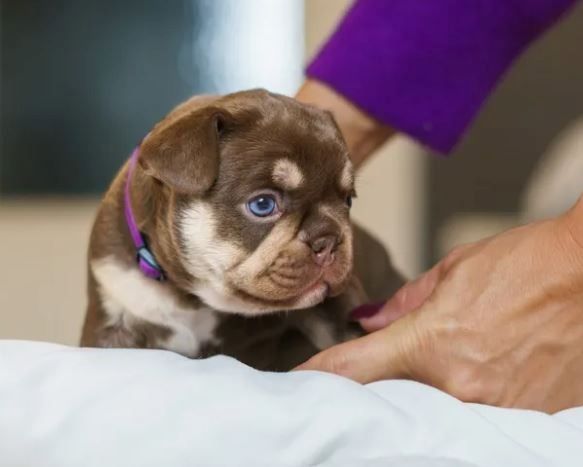 Französische Bulldoggen Welpen auszugsbereit