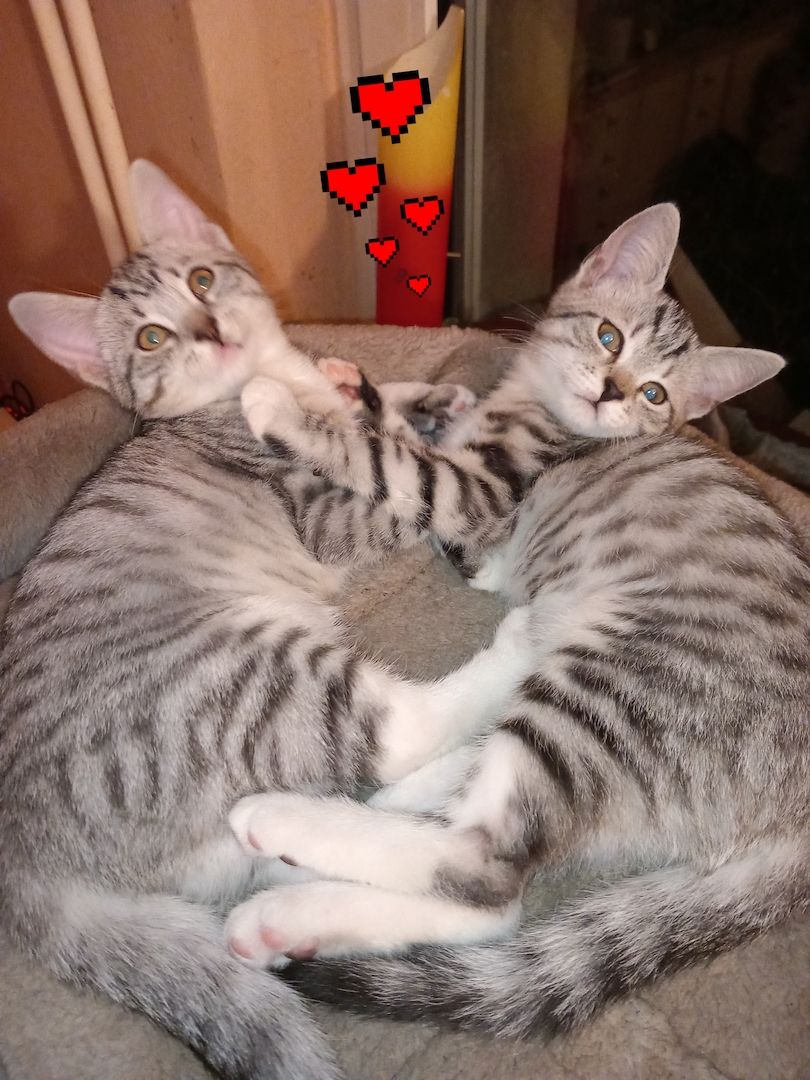 Britisch Kurzhaar Whiskas Mix