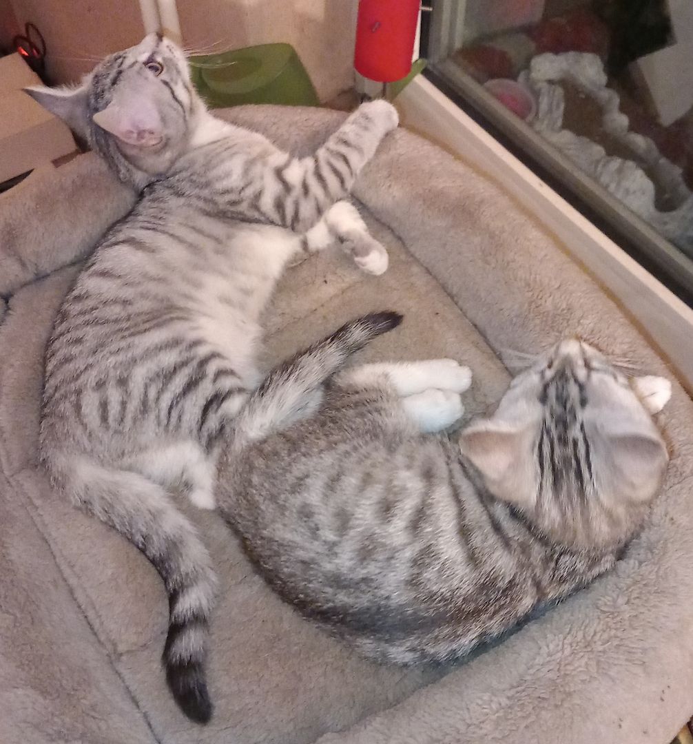 Britisch Kurzhaar Whiskas Mix