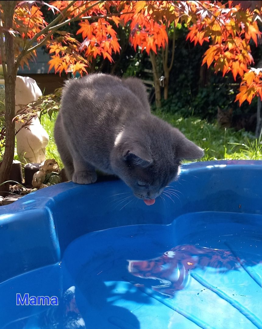 Britisch Kurzhaar Whiskas Mix