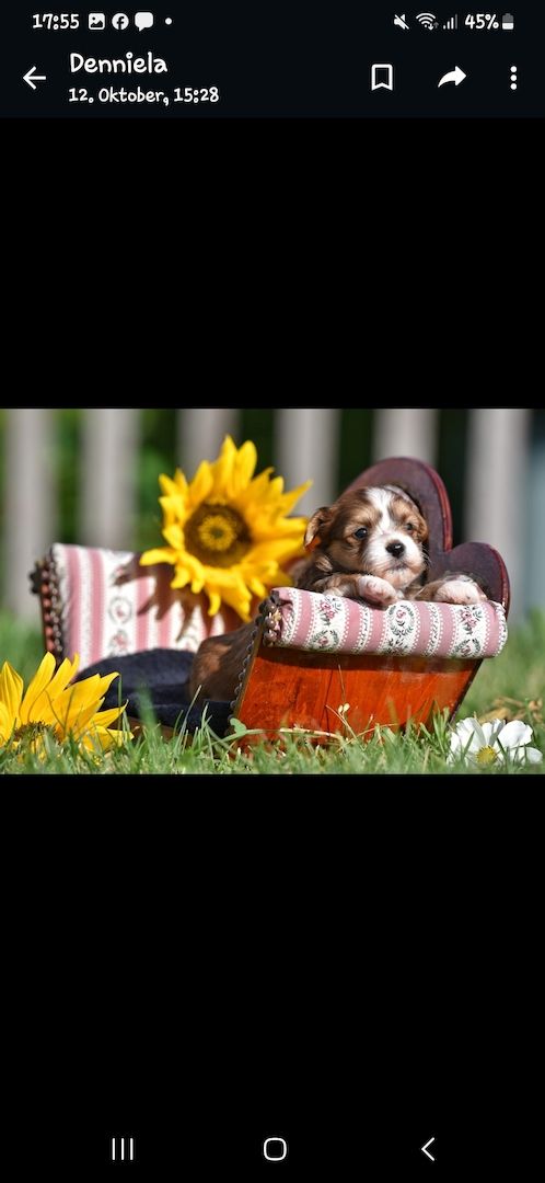 Lhasa Apso - Havaneser Welpen Lhasa Apso - Havaneser Welpen