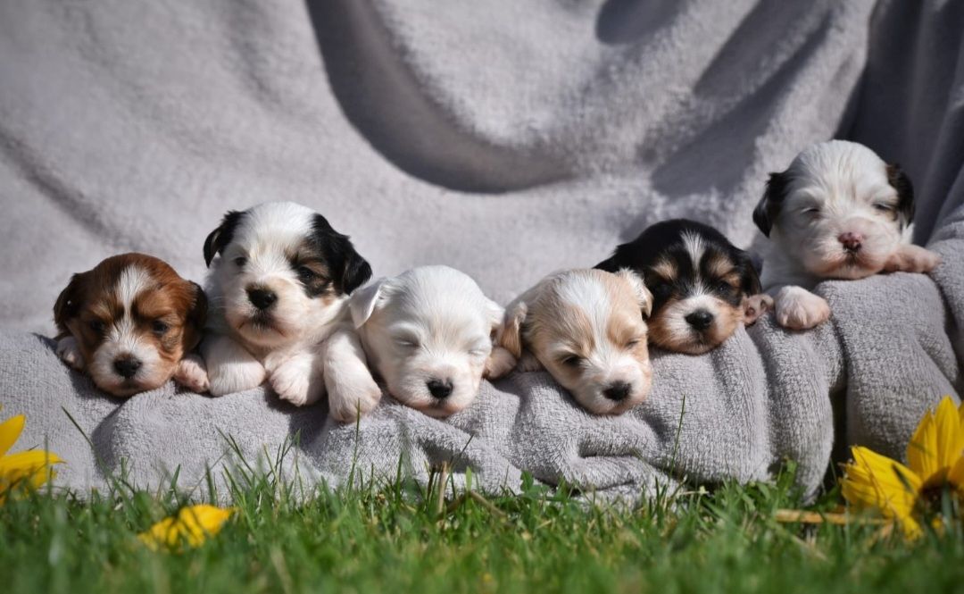Lhasa Apso - Havaneser Welpen Lhasa Apso - Havaneser Welpen