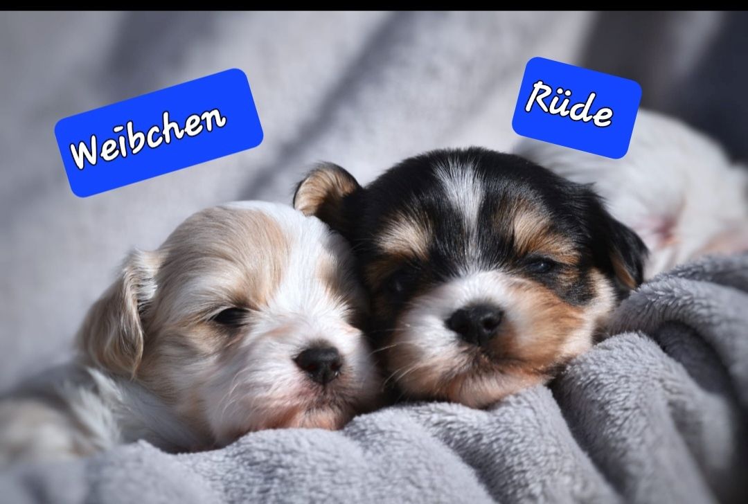 Lhasa Apso - Havaneser Welpen Lhasa Apso - Havaneser Welpen