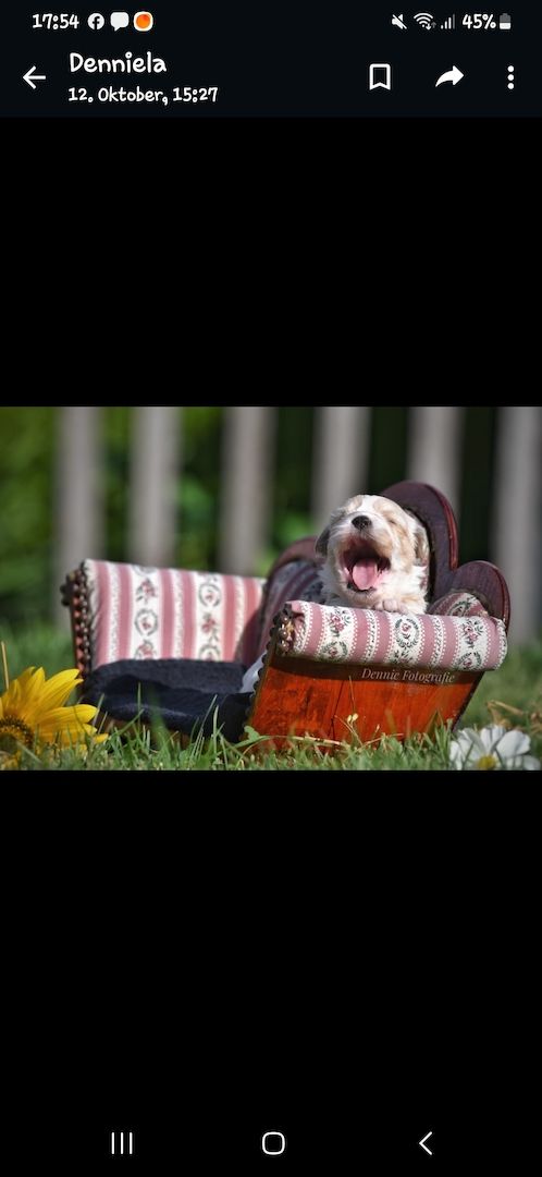 Lhasa Apso - Havaneser Welpen Lhasa Apso - Havaneser Welpen