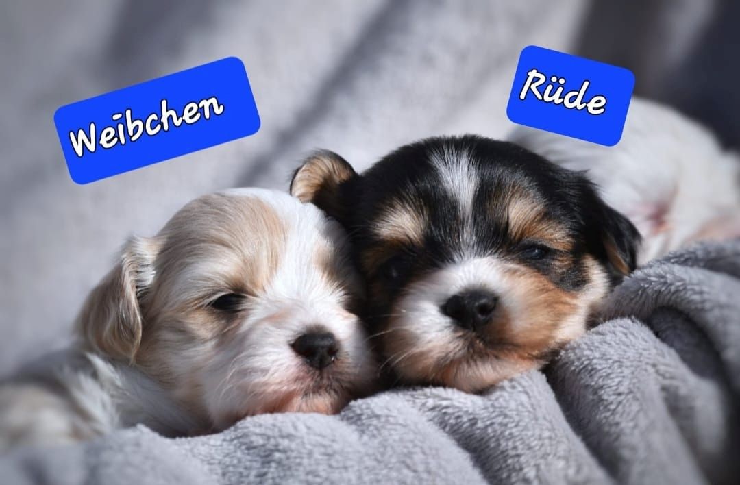 Lhasa Apso - Havaneser Welpen Lhasa Apso - Havaneser Welpen