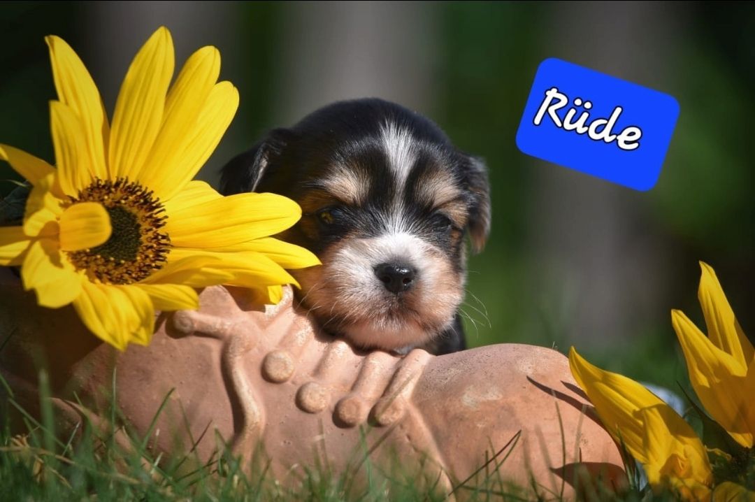 Lhasa Apso - Havaneser Welpen Lhasa Apso - Havaneser Welpen