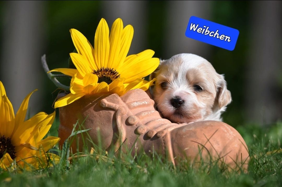 Lhasa Apso - Havaneser Welpen Lhasa Apso - Havaneser Welpen