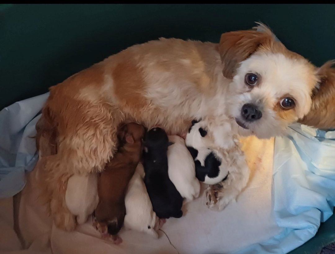 Lhasa Apso - Havaneser Welpen Lhasa Apso - Havaneser Welpen