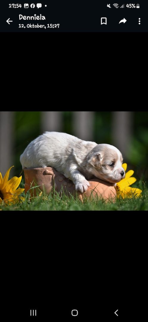 Lhasa Apso - Havaneser Welpen Lhasa Apso - Havaneser Welpen