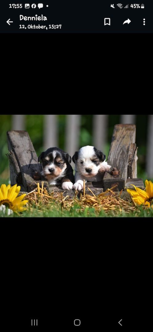 Lhasa Apso - Havaneser Welpen Lhasa Apso - Havaneser Welpen