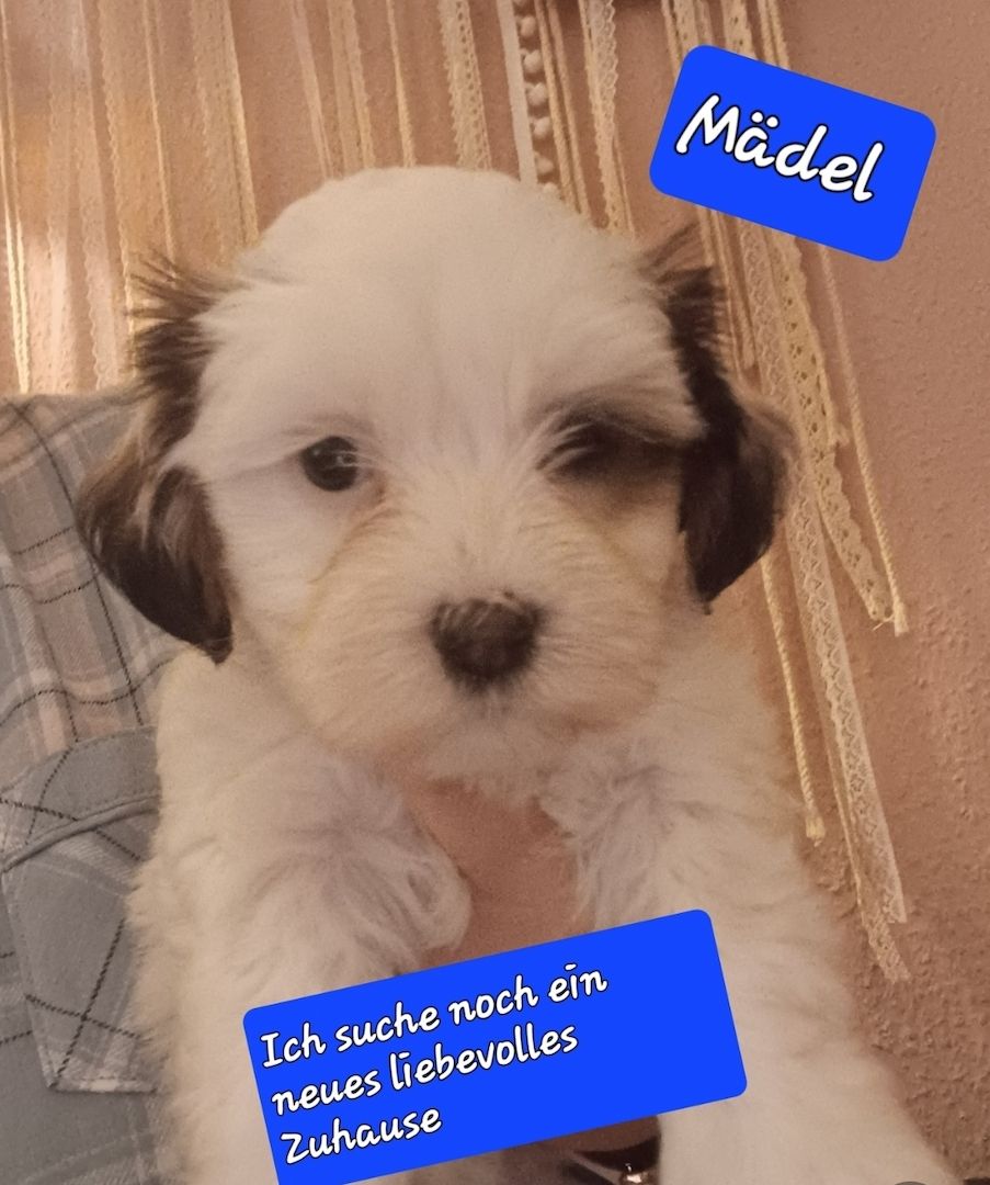 Lhasa Apso - Havaneser Welpen Lhasa Apso - Havaneser Welpen