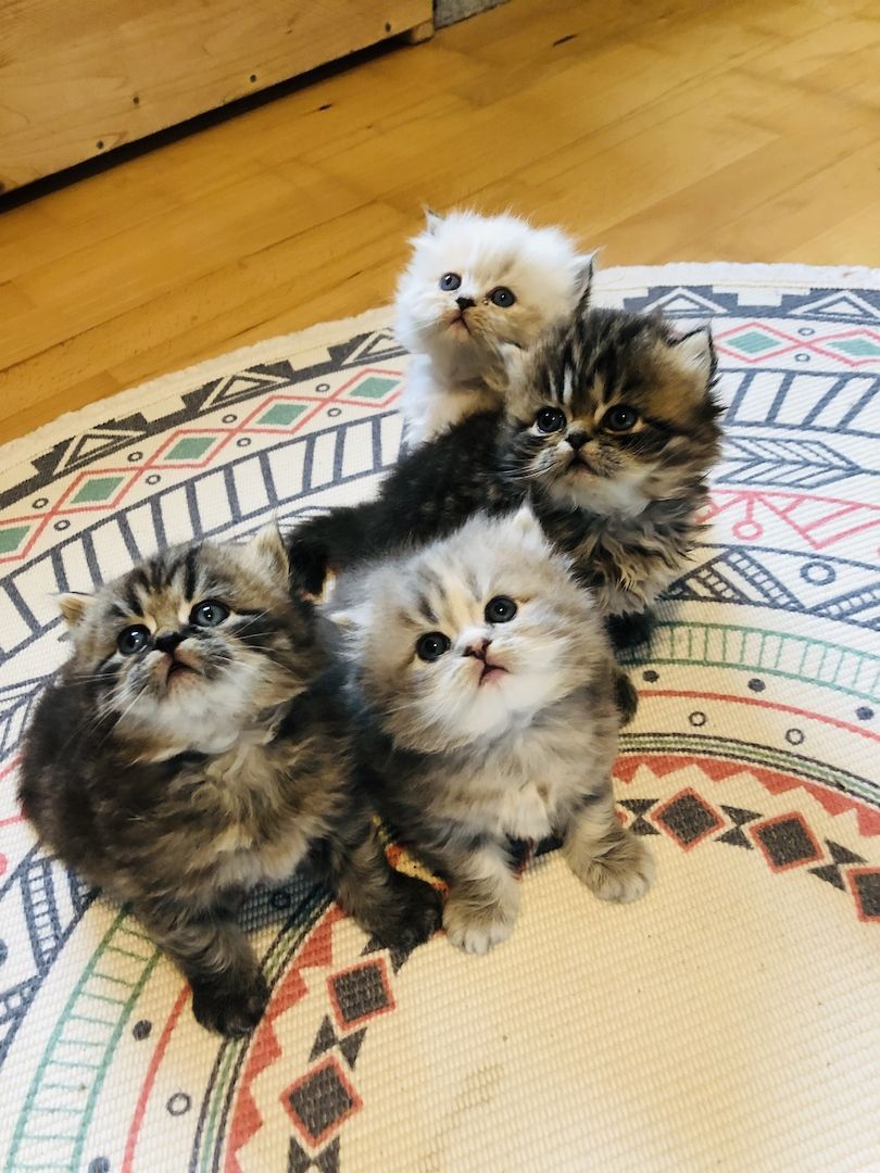 Perser Kitten mit Nase