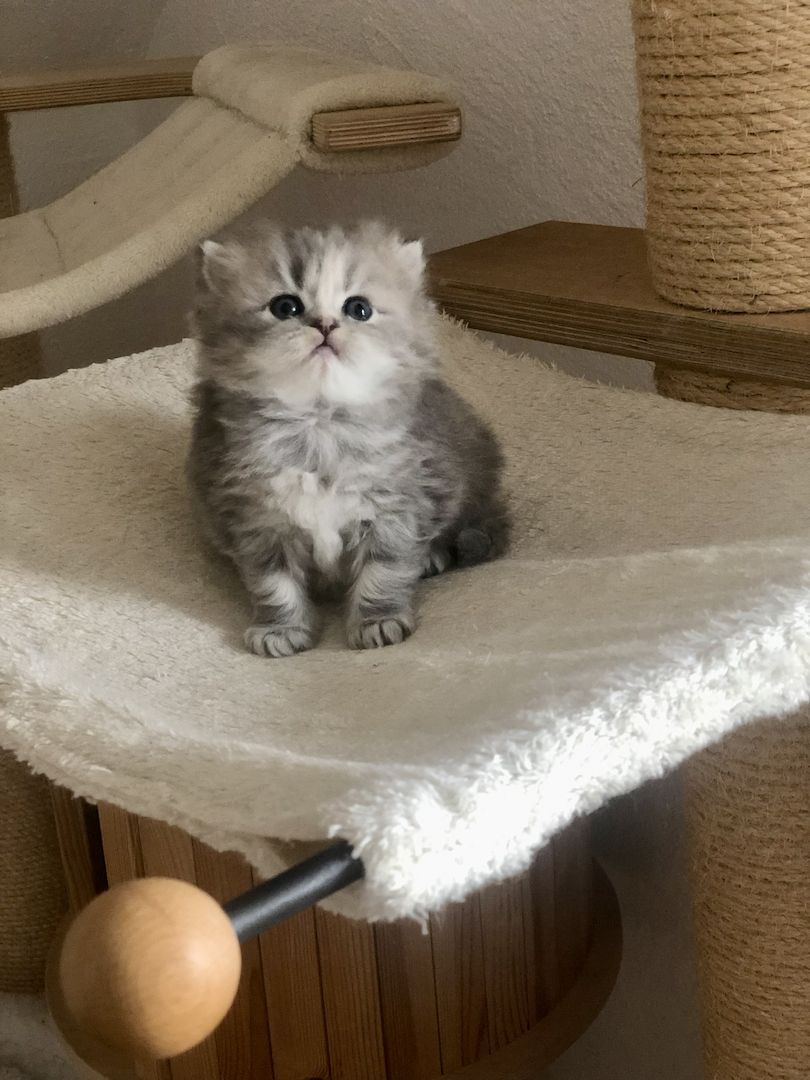 Perser Kitten mit Nase