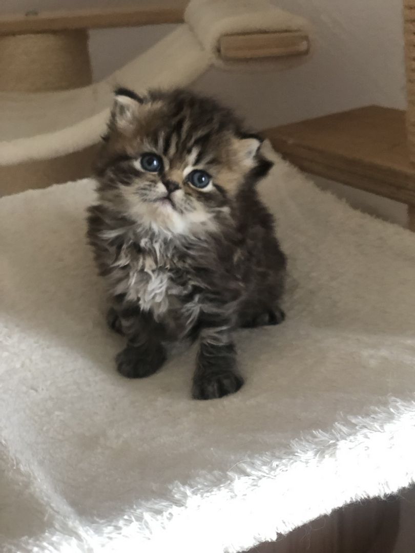 Perser Kitten mit Nase