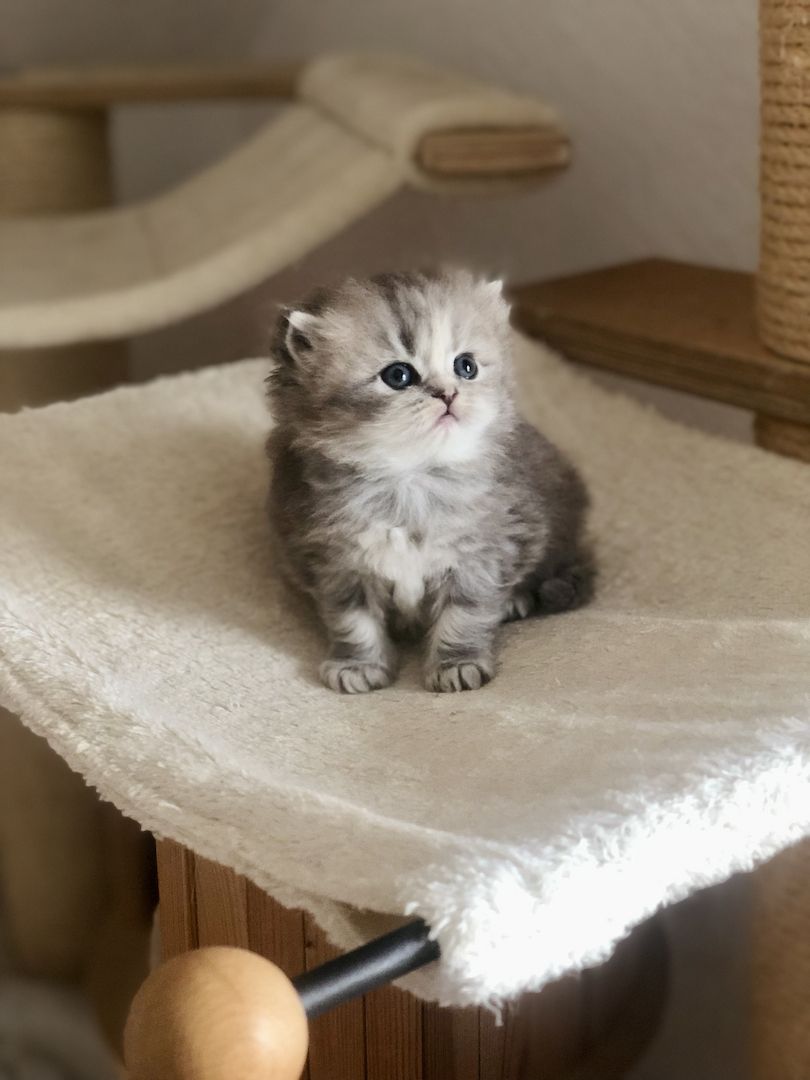 Perser Kitten mit Nase