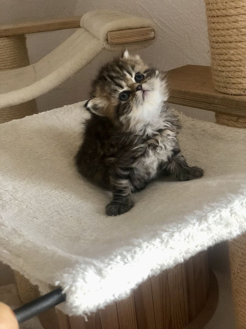 Perser Kitten mit Nase