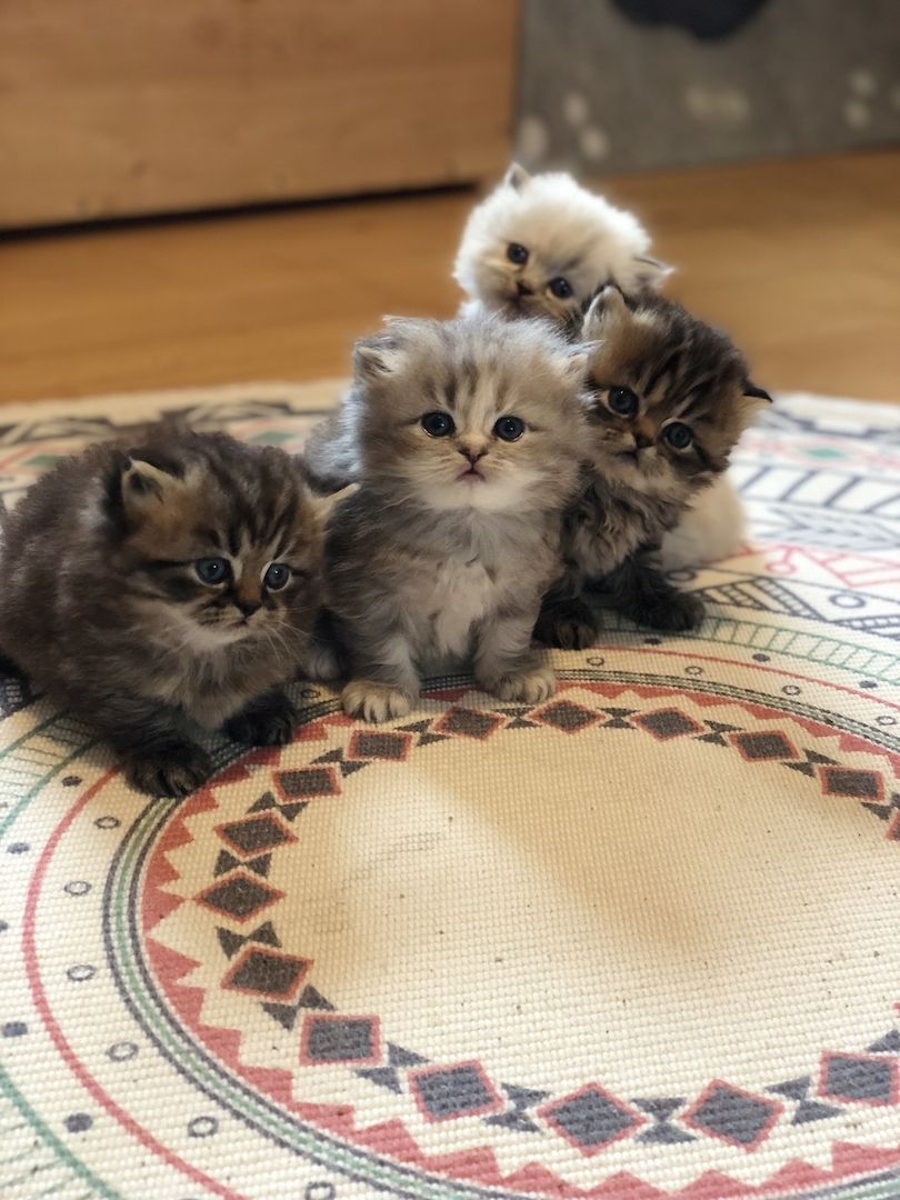 Perser Kitten mit Nase