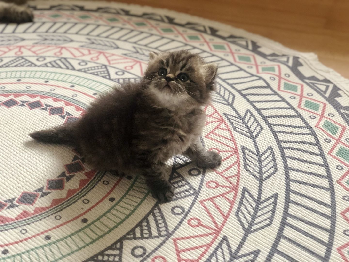 Perser Kitten mit Nase