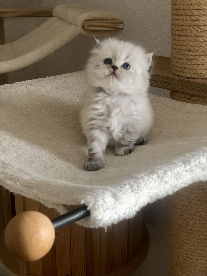 Perser Kitten mit Nase