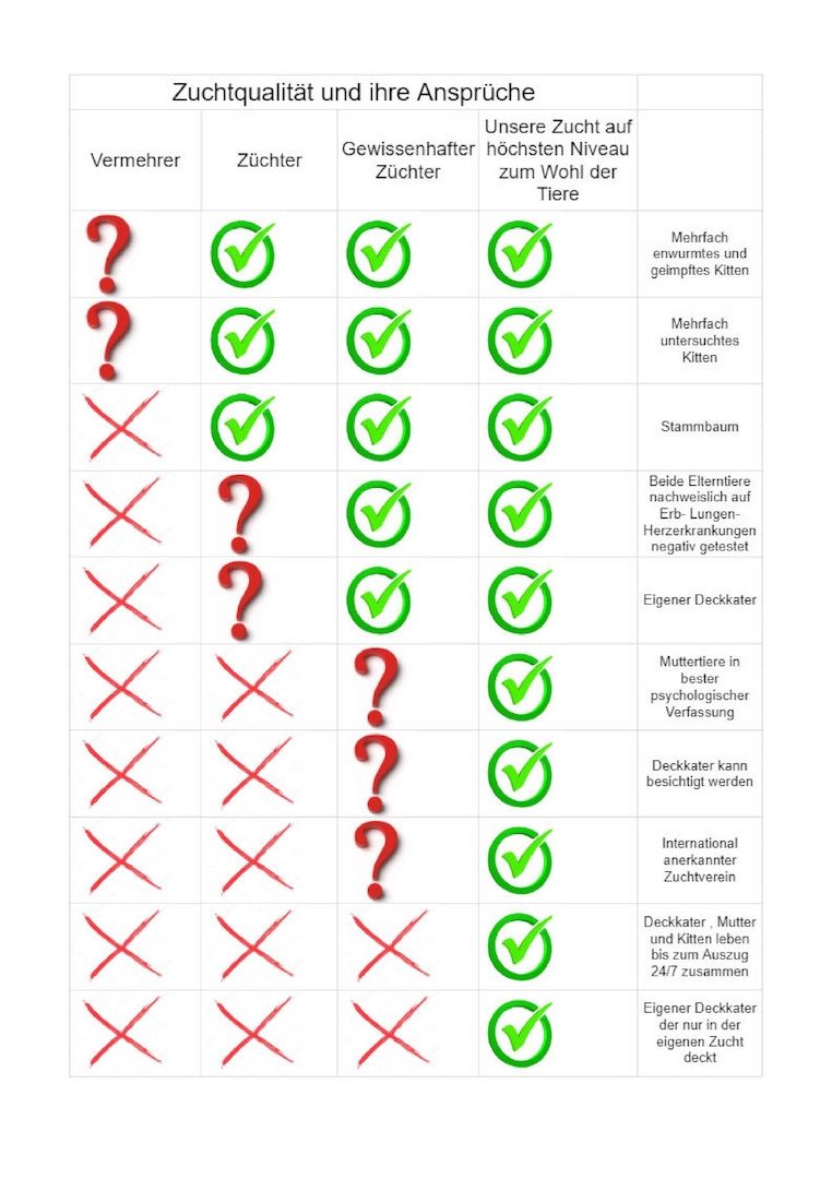 Canadian Sphynx Kitten mit Stammbaum vom Züchter