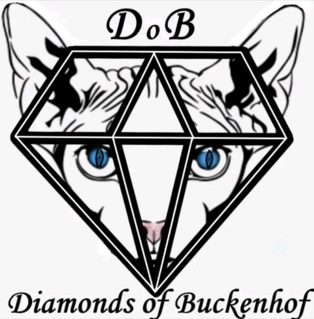 Canadian Sphynx Kitten mit Stammbaum vom Züchter