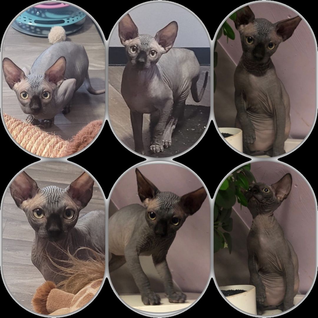 Canadian Sphynx Kitten mit Stammbaum vom Züchter