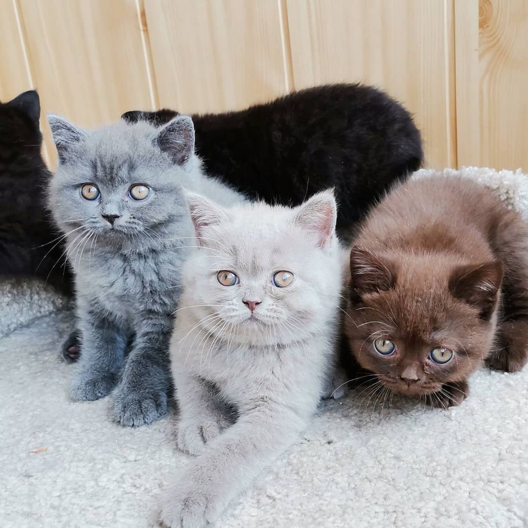 Bkh Kitten 100% einrassig