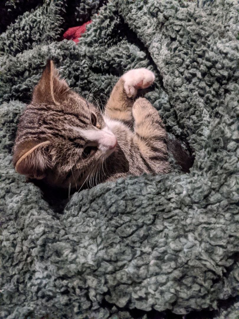 Norwegische Waldkatzen Babys Mix