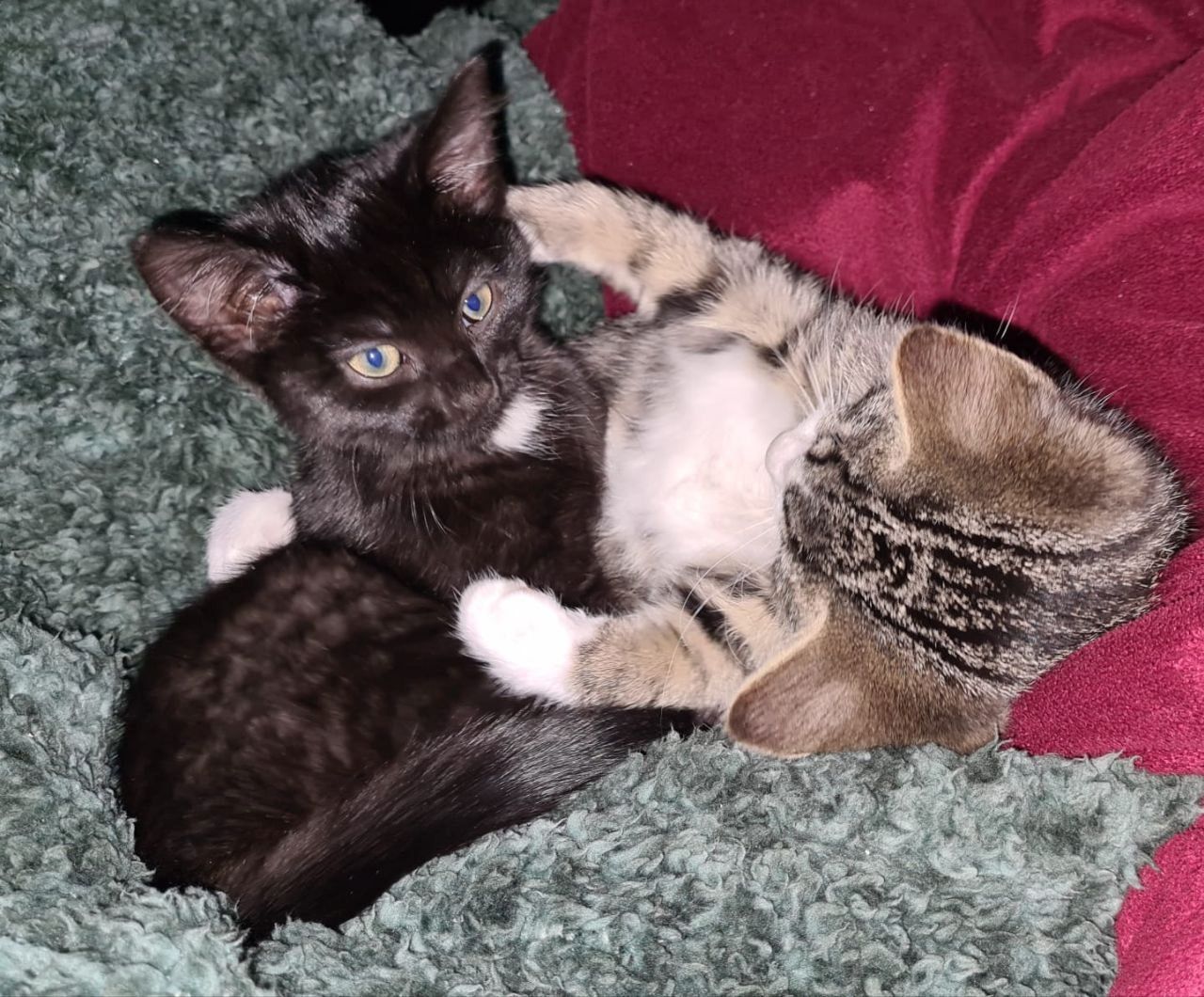 Norwegische Waldkatzen Babys Mix