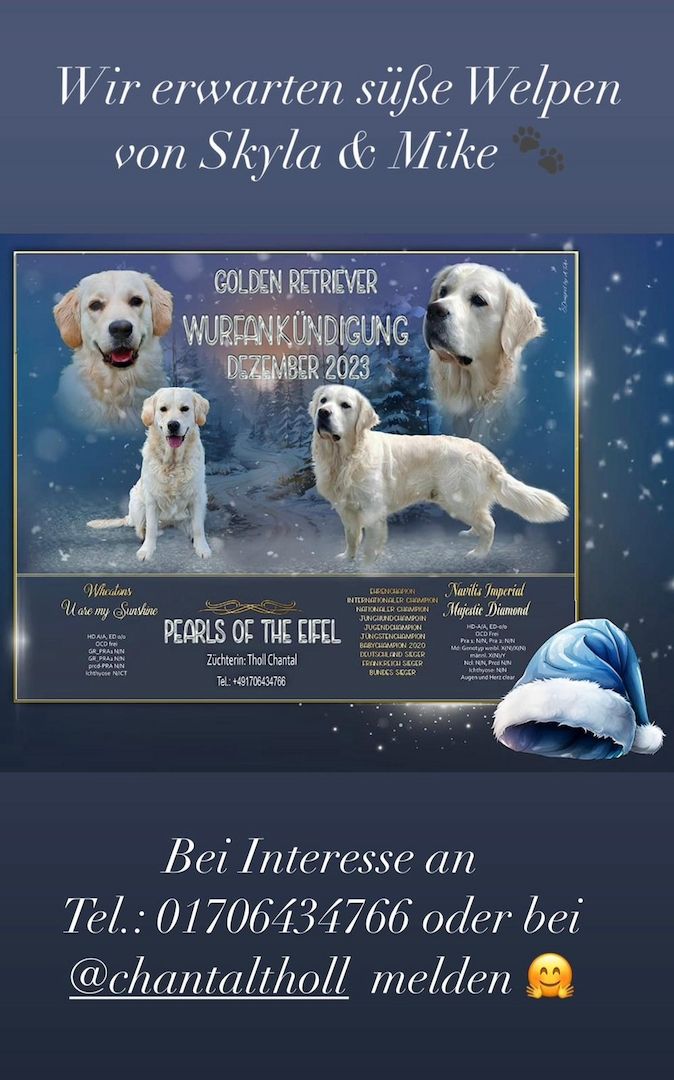 Wurfankündigung Golden Retriever Mitte Dezember 2023
