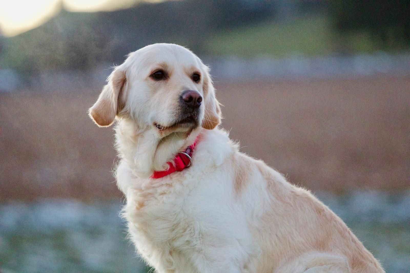 Wurfankündigung Golden Retriever Mitte Dezember 2023