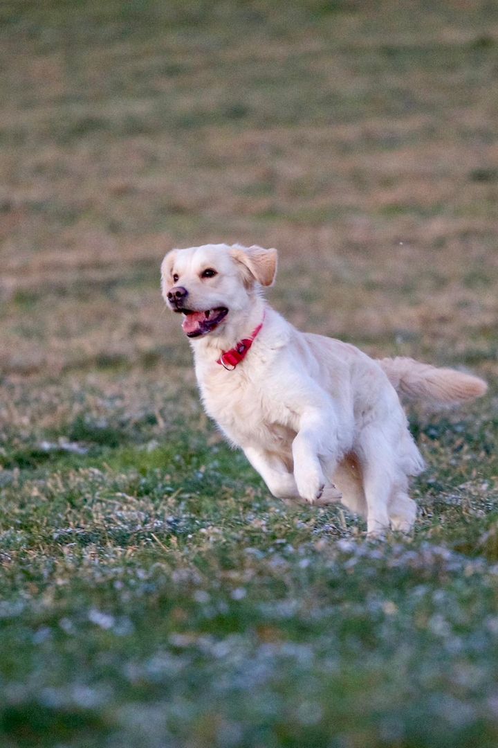 Wurfankündigung Golden Retriever Mitte Dezember 2023
