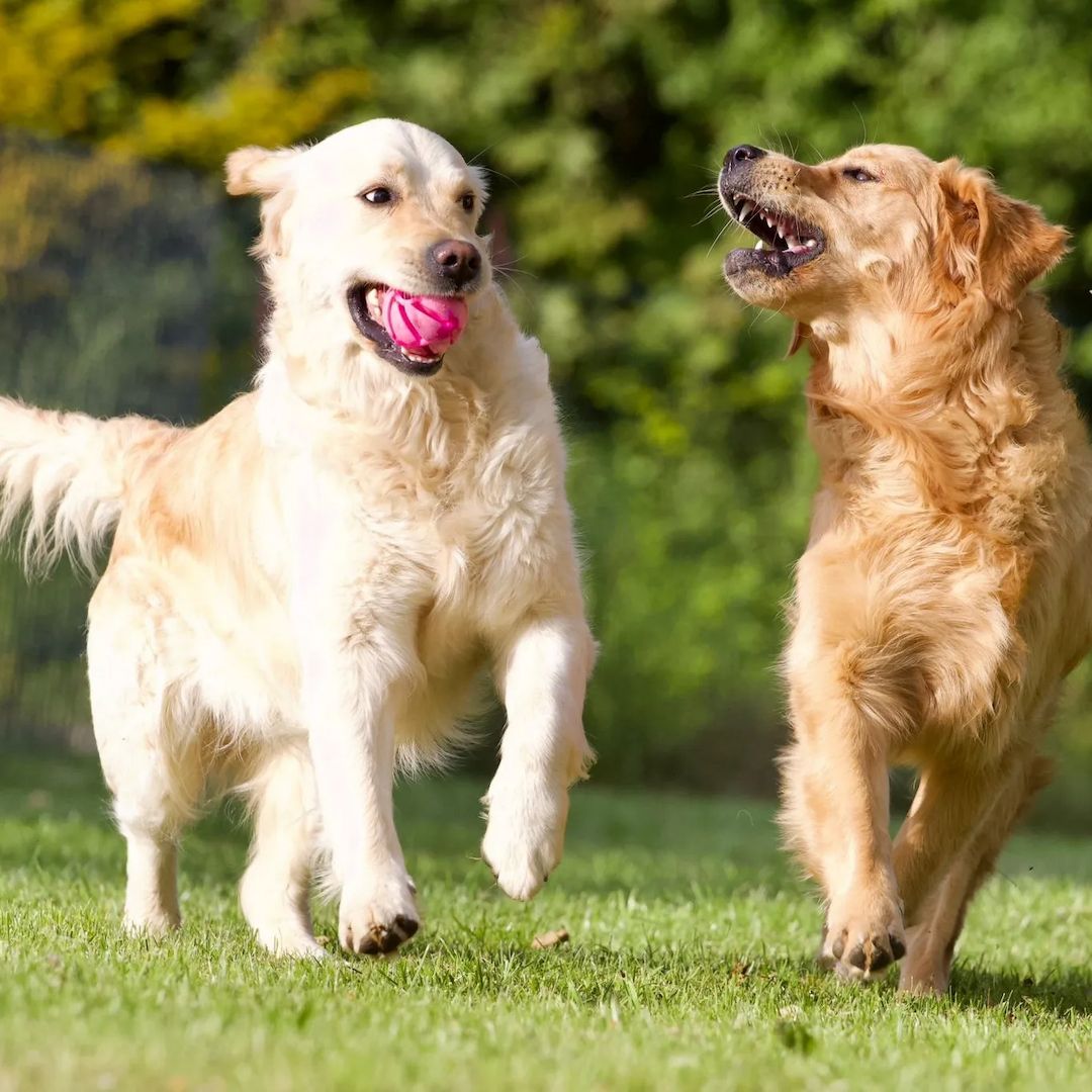 Wurfankündigung Golden Retriever Mitte Dezember 2023