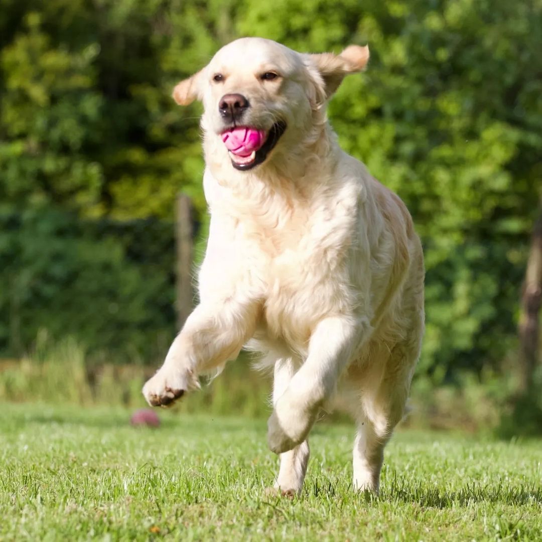 Wurfankündigung Golden Retriever Mitte Dezember 2023