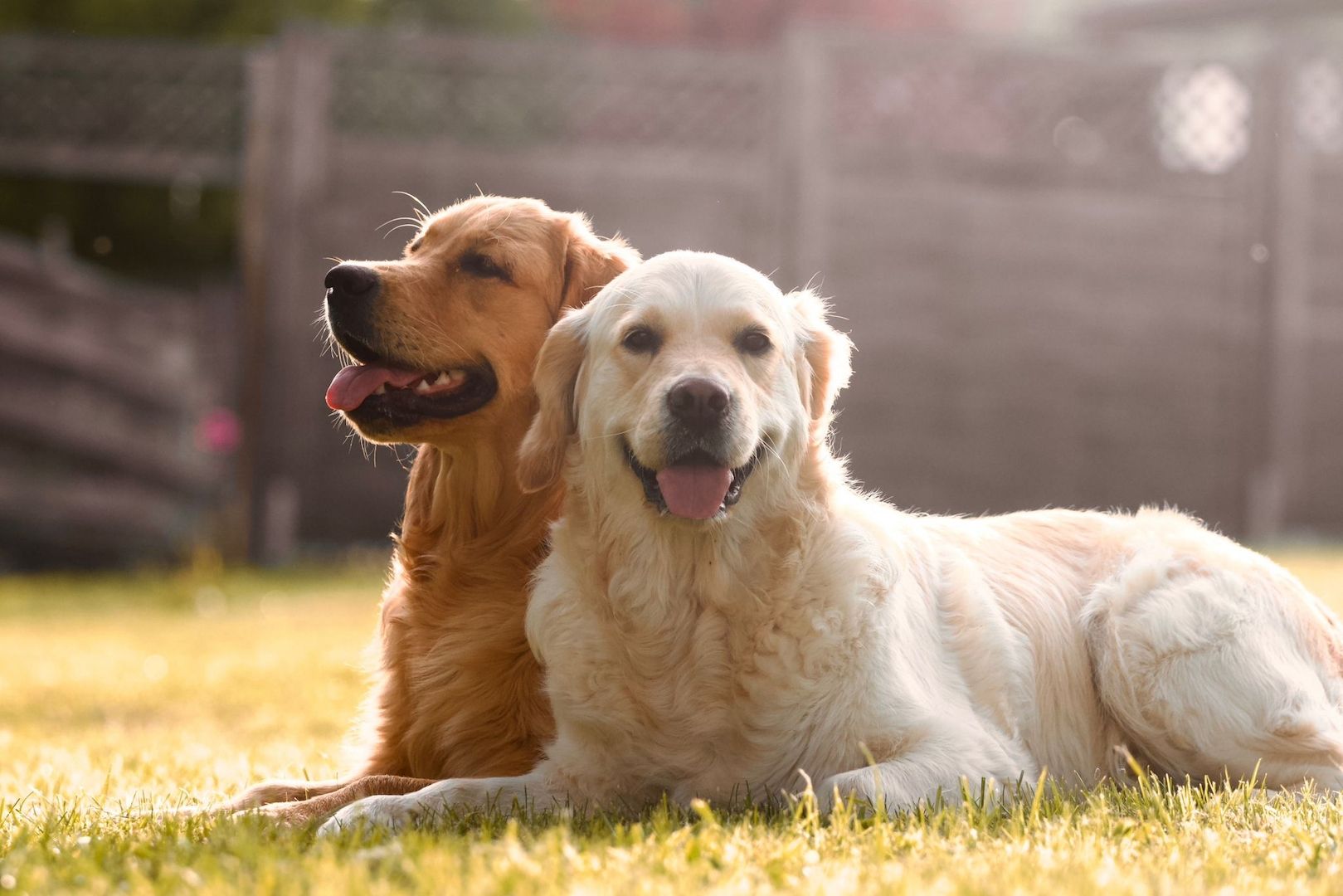 Wurfankündigung Golden Retriever Mitte Dezember 2023
