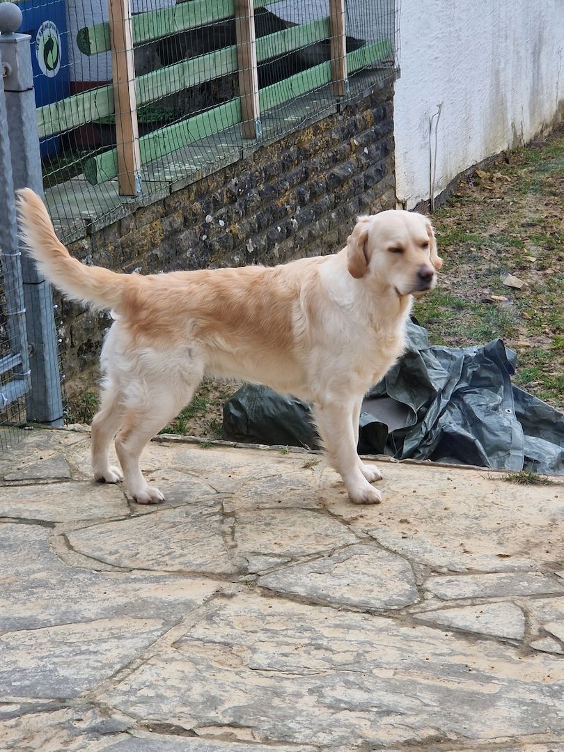 Wurfankündigung Golden Retriever Mitte Dezember 2023