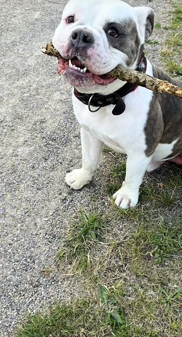 Amerikanische xl Bulldog