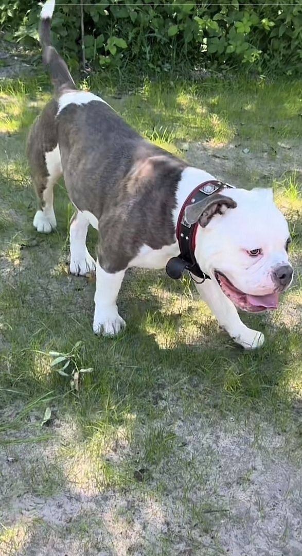 Amerikanische xl Bulldog