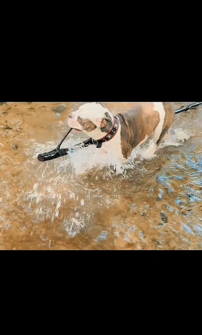 Amerikanische xl Bulldog