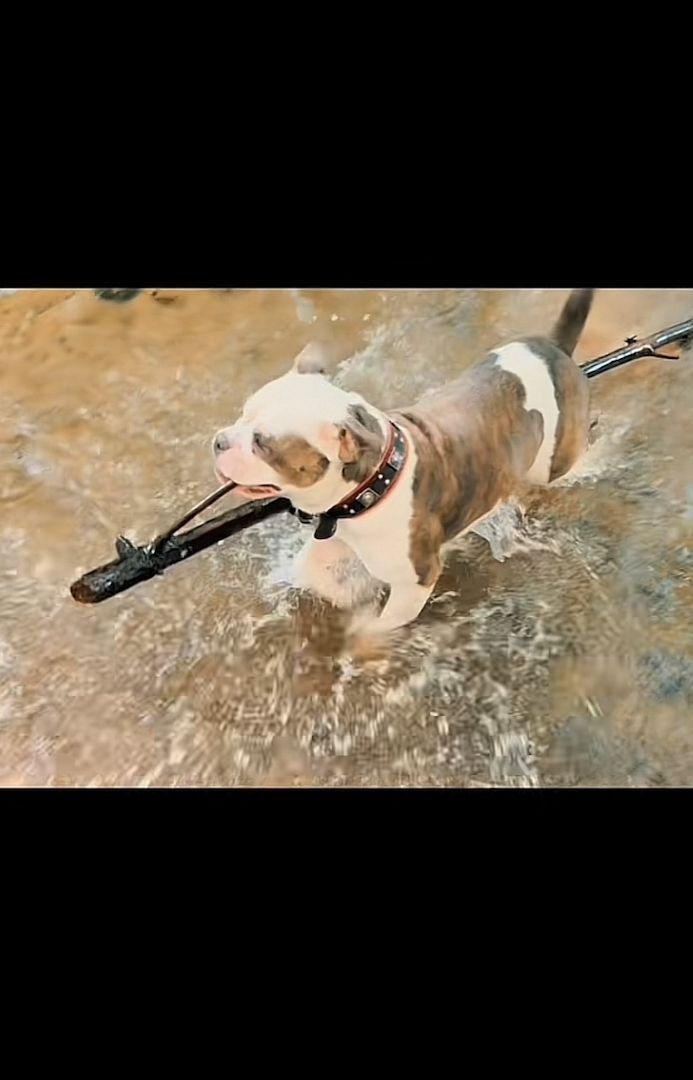 Amerikanische xl Bulldog