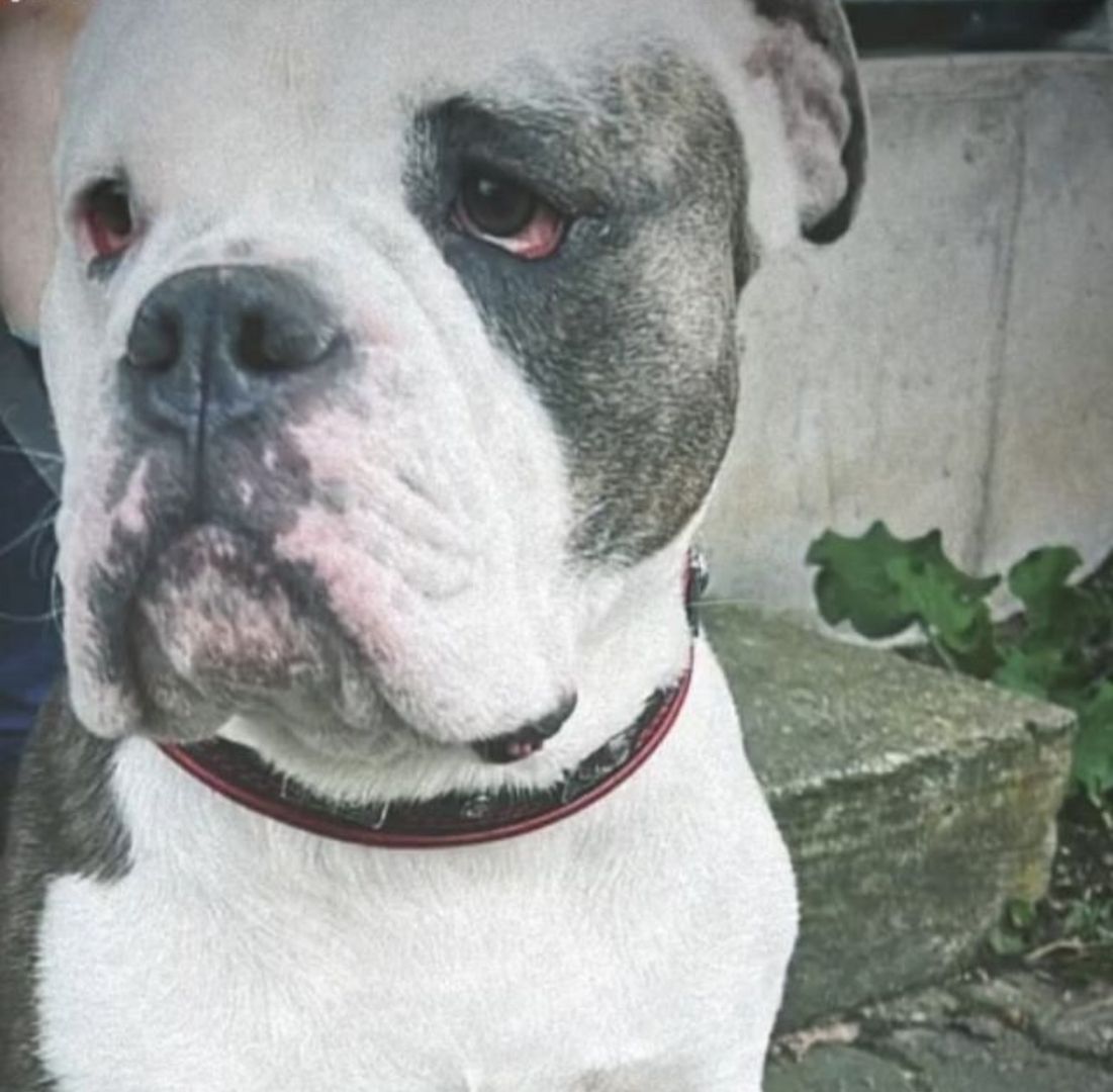 Amerikanische xl Bulldog