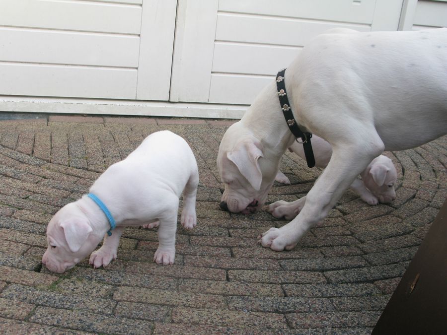Dogo Argentino Welpen