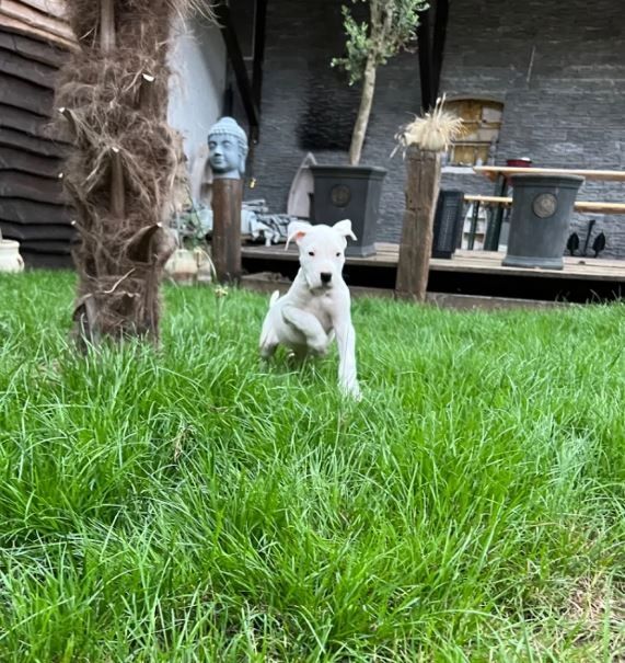 Dogo Argentino Welpen