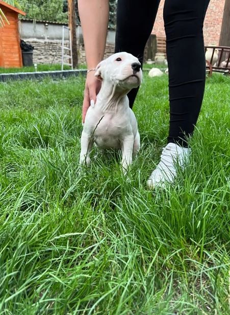 Dogo Argentino Welpen