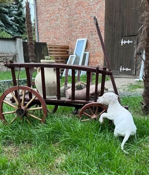 Dogo Argentino Welpen