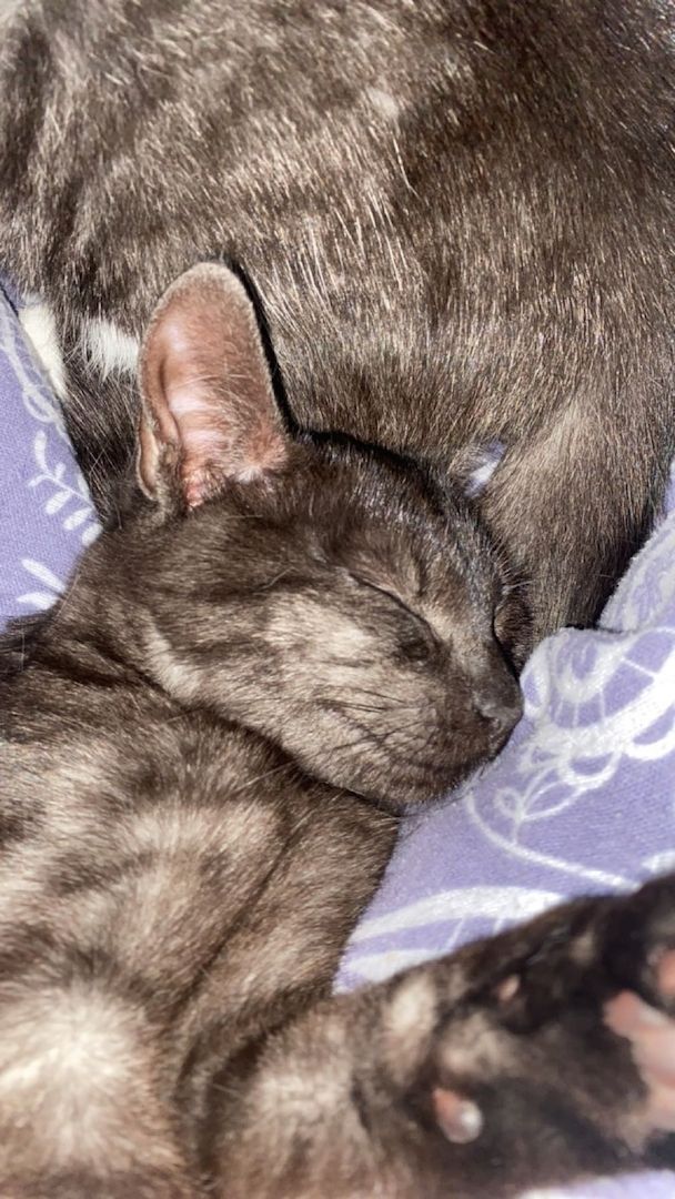 Dringend Kater und Katze abzugeben